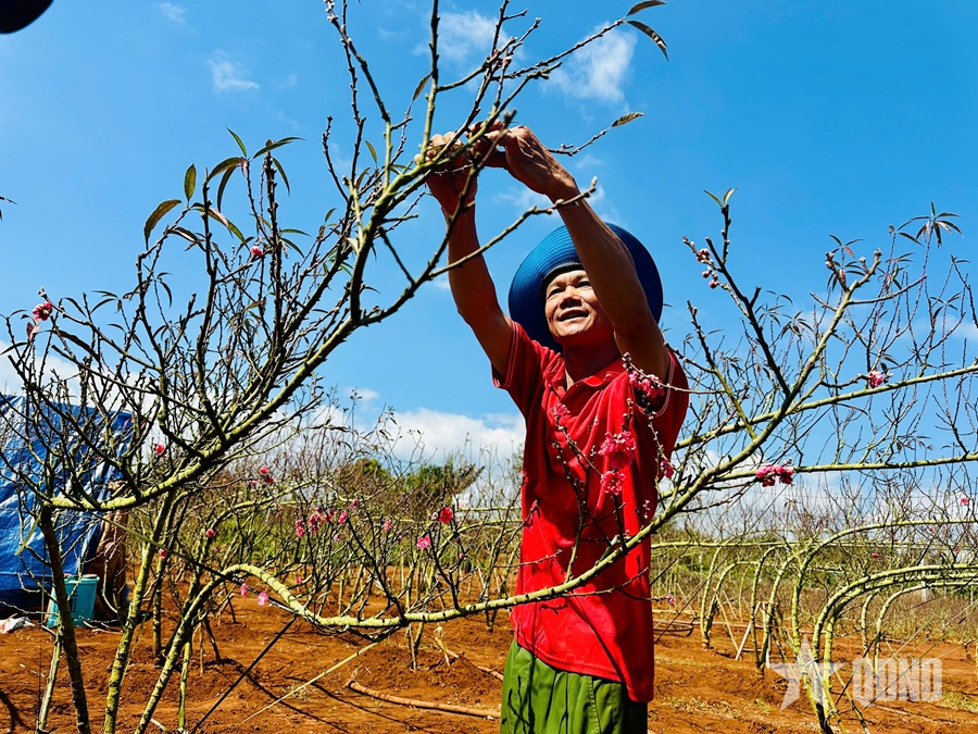 Đào Nhật Tân “bén duyên” cao nguyên Đắk Lắk